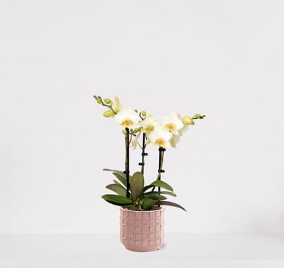 Phalaenopsis Multiflora wit in sierpot Janneke roze – bloeiende witte Orchidee – kamerplant - 40-55cm - Ø13 – geleverd met plantenpot – vers uit de kwekerij