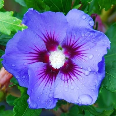 Hibiscus Syriacus 'Oiseau Bleu' - Altheastruik 40-60 cm pot