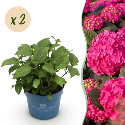 Green boutiQ - Tuinplant - Hydrangea Endles Summer Summer Love Red - Hortensia - Winterhard - Rood - 2 Planten - Pot 14cm - Hoogte 20-25cm