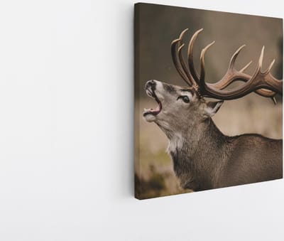 Saammp Canvas Schilderij - Schreeuwend Hert met groot gewei - Natuur - Dieren - 20x20 - Foto op canvas - Wanddecoratie - Muurdecoratie Woonkamer - Slaapkamer decoratie - Canvas Print