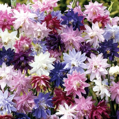 Sluis Garden - Akelei Granny's Bonnets Mix (Aquilegia vulgaris)