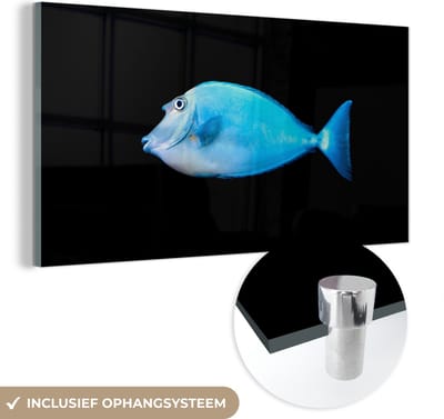 MuchoWow® Glasschilderij 40x20 cm - Schilderij acrylglas - Vis - Zeedieren - Zwart - Foto op glas - Schilderijen
