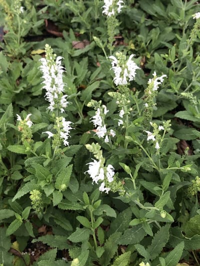 6x Salie - Salvia nem. 'Schneehügel' | 9x9 cm pot