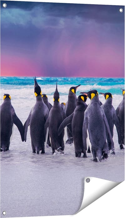 Gards Tuinposter Groep Pingu�ns bij het Water - Kudde - 60x90 cm - Tuindoek - Tuindecoratie - Wanddecoratie buiten - Tuinschilderij