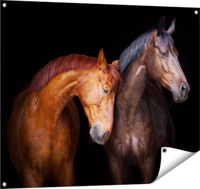 Gards Tuinposter Twee Bruine Paarden Koppel - Liefde - 100x80 cm - Tuindoek - Tuindecoratie - Wanddecoratie buiten - Tuinschilderij