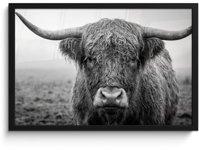 Poster in lijst - Fotolijst 60x40 cm - Posters - Schotse hooglander - Zwart - Wit - Gras - Posterlijst zwart - Decoratie - Wanddecoratie woonkamer - Muurdecoratie slaapkamer