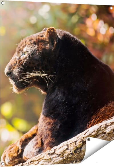 Gards Tuinposter Zwarte Panter vanaf de Zijkant - 80x100 cm - Tuindoek - Tuindecoratie - Wanddecoratie buiten - Tuinschilderij