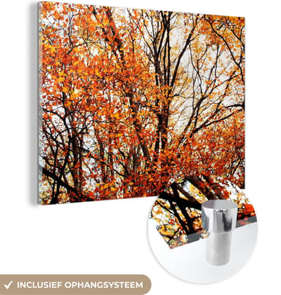 MuchoWow® Glasschilderij 40x30 cm - Schilderij acrylglas - Bos - Herfst - Seizoenen - Foto op glas - Schilderijen