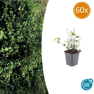 Tuinplantenshop.com | Euonymus fort. 'Coloratus' | 60 stuks - Ø9cm - 10-25cm hoog - Tuinplant