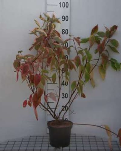 2 x Cornus alba 'Gouchaultii' - Kornoelje, Geelbonte Kornoelje 60- 80 cm in pot