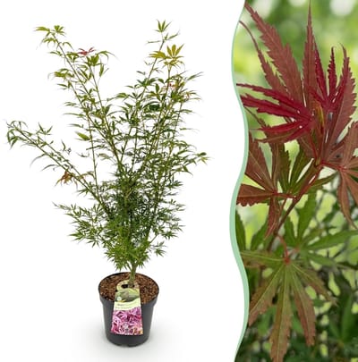 Green boutiQ - Tuinplant - Acer palmatum Jerre Swarts - Japanse Esdoorn - Bladverliezend - Oranje-Rood - 1 - Pot 26cm - Hoogte 90cm