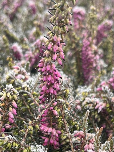 Winterheide Rood - 10 Stuks - Erica darleyensis 'Kramer's Rote' - P9.5 - Plant - Tuinplant - Heide