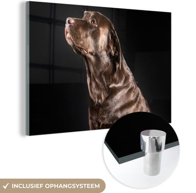 MuchoWow® Glasschilderij 120x80 cm - Schilderij acrylglas - Hond - Bruin - Portret - Foto op glas - Schilderijen