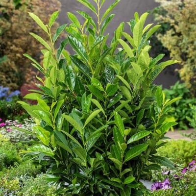 Plants Online BV - Planten - Set van 1 - Prunus laurocerasus Elly