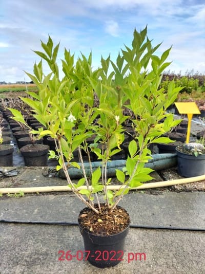 Arbustes de haie - Un ensemble 1 - Weigela 'Bristol Snowflake' - (3L) 40-50 cm