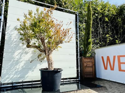 Granaatappelboom - Punica Granatum - Winterhard - Pot ⌀ 50cm - Hoogte  200-250cm