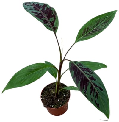 Musa Acuminata Zebrina - Kamerplant - Potmaat Ø10,5 cm
