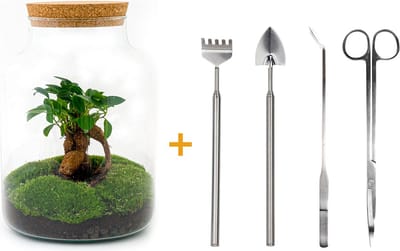 Terrarium - Milky bonsai - ↑ 31 cm - Ecosysteem plant - Kamerplanten - DIY planten terrarium - Mini ecosysteem + Hark + Schep + Pincet + Schaar