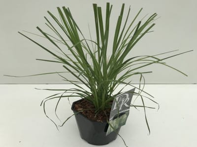 Plants Online - Tuinplanten - Siergrassen - Set van 1 - Cortaderia selloana 'Pumila' - 2 liter pot - Plant