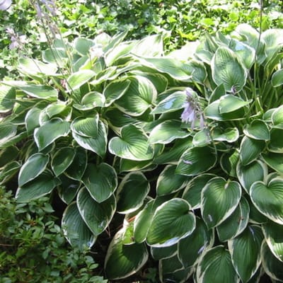 Hosta 'Francee' (Hosta Francee) - - Hartlelie (Potplant) - Vaste planten - Bijen-Vlinders - Snijbloemen - Zomerbollen - bloeit in Juli / Augustus
