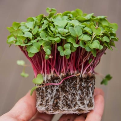 Spruit-kiemgroente Radijs Pink
