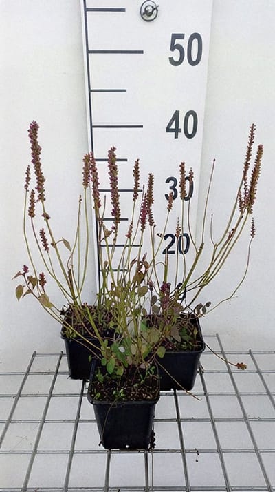 6x Dropplant - Agastache 'Astello Indigo' | 9x9 cm pot