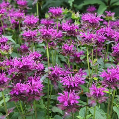 6 x Monarda 'Scorpion' - Bergamotplant pot 9x9cm