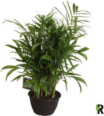 Chamaedorea Seifrizii 100 cm - Kamerplant - Potmaat Ø30 cm
