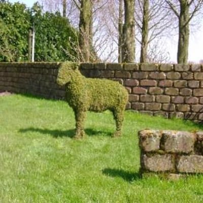 Schaap - Mos