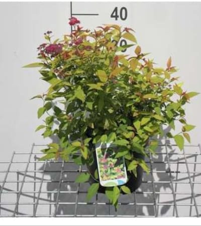 Spiraea jap. 'Goldflame' - Spierstruik , Japanse Spirea , Japanse Spierstruik 25- 30 cm in pot