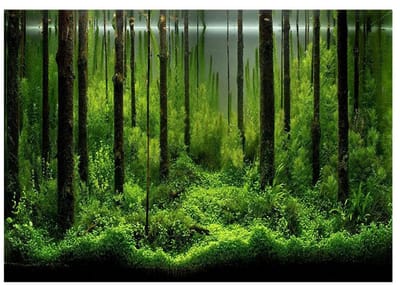 Dailygoods- Aquariumachtergrond Zelfklevend - Onderwater Forest - Decoratie Poster - PVC - Makkelijk te Plakken - Felle Kleuren - Aquariumdecoratie