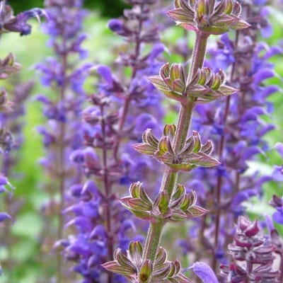 6 x Salvia Nemorosa 'Mainacht' - Salie pot 9x9cm