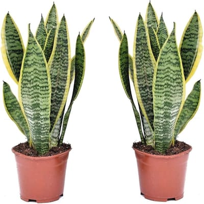 Set van 2 Makkelijke Sansevieria kamerplanten - Vrouwentong in Pot 12cm - Hoogte 30-40cm