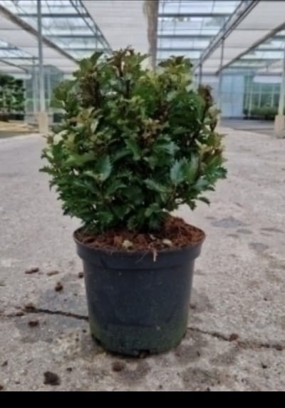Ilex meserveae 'Little Rascal' - Japanse hulst 20- 25 cm in pot