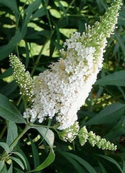 Buddleja davidii 'White Profusion' - Vlinderstruik 40 - 60 cm in pot