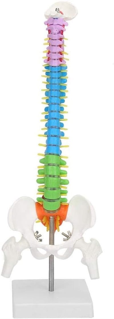 Flexibel wervelkolommodel - Anatomisch skelet - Medisch onderwijs - Levensgroot met bekken - 45 cm hoog - Gekleurd