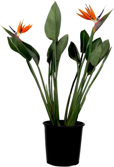 Tropische Kamerplant - Exotische Bloeier - Woonkamer Decoratie - Met Twee Bloemen - 70-100 cm - Oranje Blauw