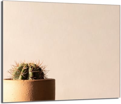 TMK ArtDeko - Kaktus Beschermplaat - 60x52 cm - Glas - Veelzijdig