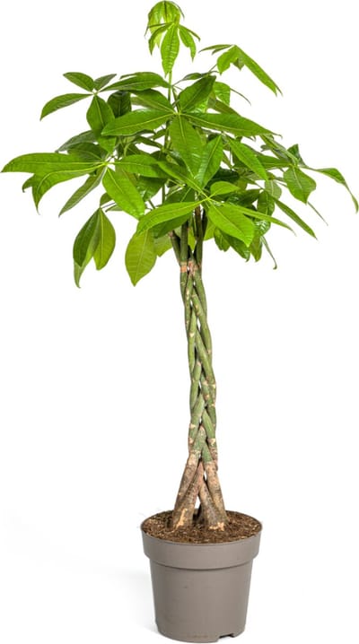 Plantenboetiek.nl | Pachira Aquatica - Ø27cm - 130-150cm hoog - Kamerplant - Groenblijvend
