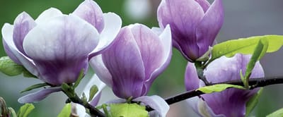 Flowers Magnolia Water Photo Wallcovering