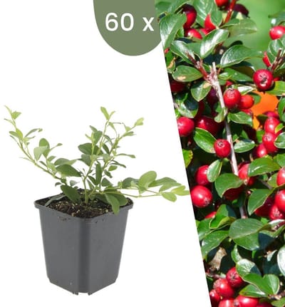 Plants by Frank | 60 Dwergmispel Planten | Cotoneaster dammeri | Winterharde bodembedekker planten | tuinplanten | Winterharde vaste planten meerjarig | Winterharde tuinplanten