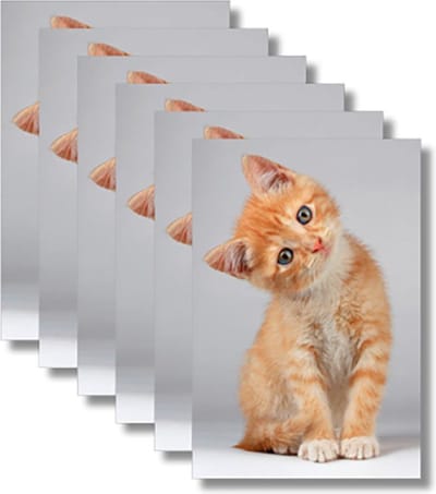 6x dubbele wenskaart met envelop - Blanco - Dieren - 11,5 x 17 cm
