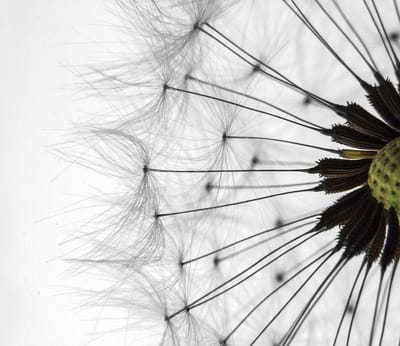 Fotobehang Dandelion | XL - 208cm x 146cm | 130g/m2 Vlies