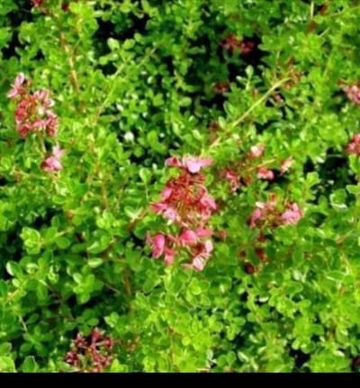Escallonia hybr. 'Dart's Rosyred' - Escallonia 40- 50 cm in pot