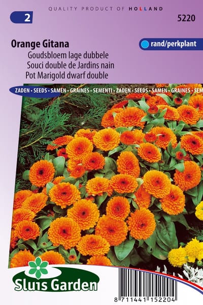 Sluis Garden Goudsbloem Orange Gitana (Calendula officinalis)