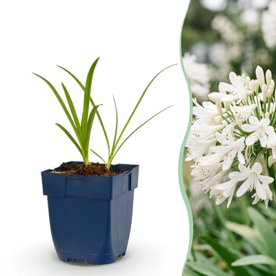 Green boutiQ - Vasteplant - Agapanthus africanus Albus - Afrikaanse Lelie - Bijen en Vlinderlokkers - Wit - 1 Plant - Pot 11cm - Hoogte 15-25cm