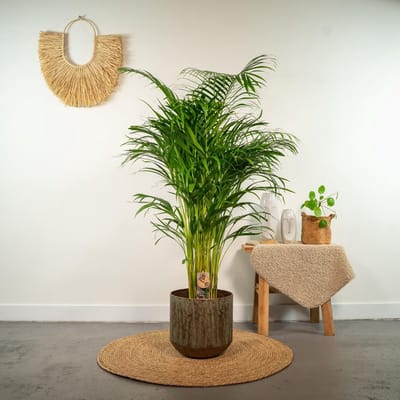 Areca Palm XXL - Goudpalm, Dypsis Lutescens - Hoogte 130cm - Potmaat 24cm
