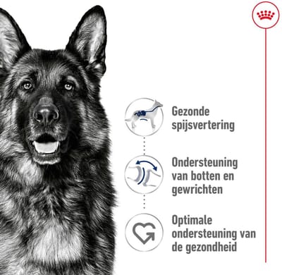 Royal Canin - Hondenvoer Droog Maxi Adult - 1 kg