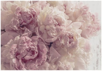 WALLARENA - Fotobehang - 200x140 cm - bloemen fototapet met roze pioenen voor slaapkamer en woonkamer