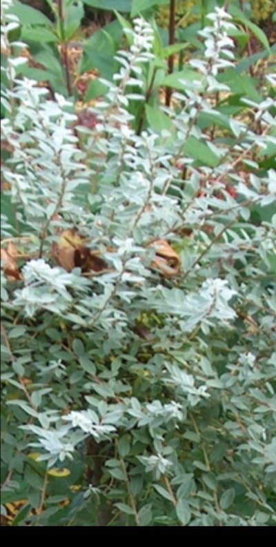 Salix repens 'Nitida' - Kruipwilg, Duinwilg 30- 40 cm in pot